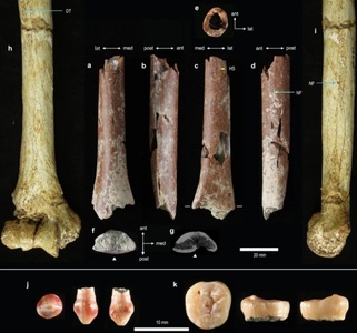 Os de "Hobbit" provenit de la o specie minusculă de oameni antici, găsit pe o insulă indoneziană