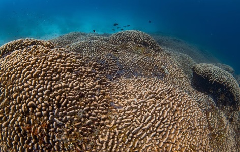 Cel mai mare coral cunoscut din lume, vizibil din spaţiu, descoperit în Insulele Solomon/ VIDEO