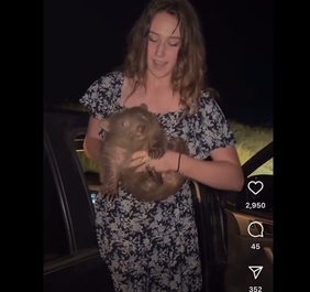 Un influencer american care a furat un pui de wombat de la mama sa a părăsit Australia, după o reacţie dură din partea premierului şi a ministrului Imigraţiei