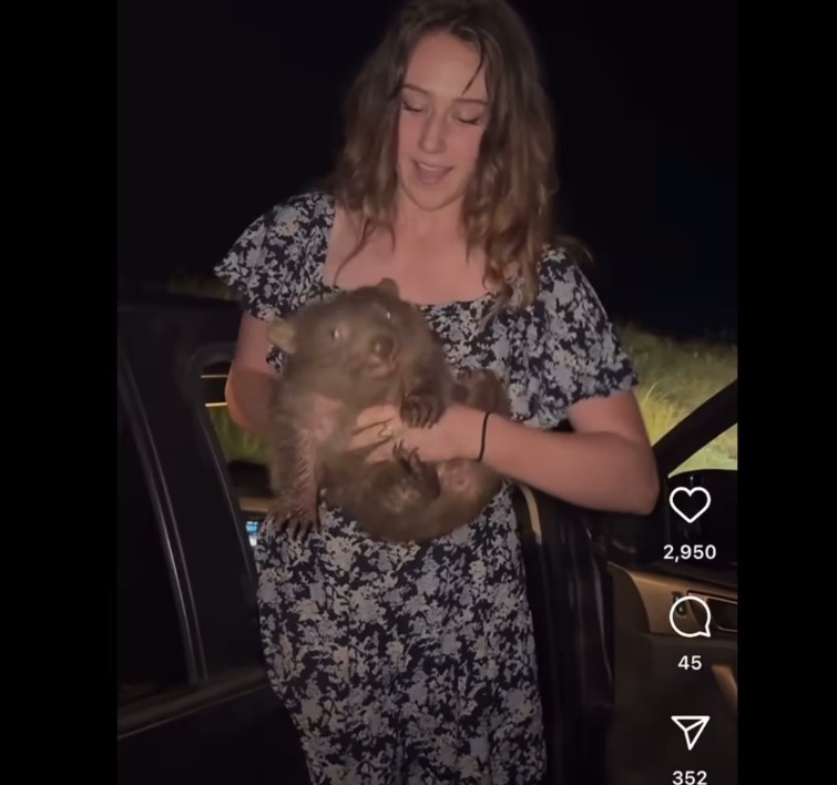 Un influencer american care a furat un pui de wombat de la mama sa a părăsit Australia, după o reacţie dură din partea premierului şi a ministrului Imigraţiei