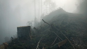 „După Cioate”, documentar între manifest şi realitatea absurdă a luptei pentru pădure, ajunge la TIFF. Lansarea în cinematografe va fi în 27 noiembrie/ VIDEO