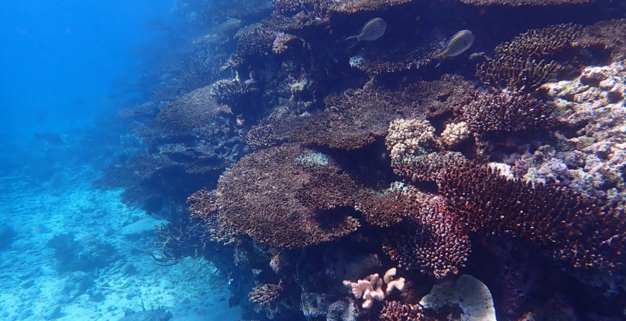 Marea Barieră de Corali suferă cea mai gravă declinare a coralilor din istorie - FOTO / VIDEO