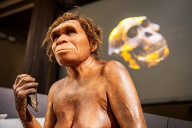 Osemintele celui mai celebru australopitec, Lucy, expuse la Praga