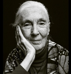 Obama, DiCaprio, Jane Fonda, Joe Biden, între numeroasele personalităţi care i-au adus omagii lui Jane Goodall: „Munca sa revoluţionară în domeniul primatelor şi importanţa conservării au deschis porţile pentru generaţii de femei în ştiinţă”