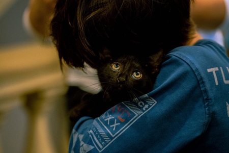 Ziua Pisicilor Negre la Muzeul „Antipa” - Târg de adopţii şi ateliere de poveşti