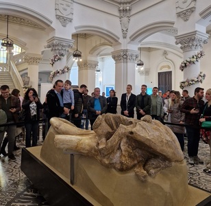 Unicul craniu de Mammuthus trogontherii descoperit pe teritoriul României, expus din nou după restaurare la Palatul Culturii din Iaşi