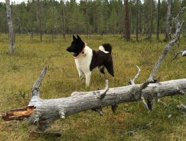 Diversitatea formelor şi dimensiunilor câinilor a început acum cel puţin 11.000 de ani, arată un nou studiu