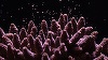 Primul laborator de reproducere asistată a coralilor din Oceanul Indian de Vest, dezvoltat în Seychelles