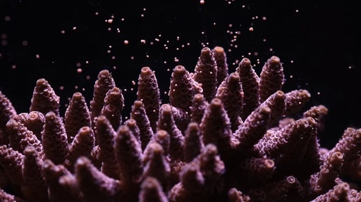 Primul laborator de reproducere asistată a coralilor din Oceanul Indian de Vest, dezvoltat în Seychelles