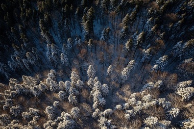 Codrii de Aramă şi Pădurea de Argint din poezia eminesciană există cu adevărat şi pot fi vizitate în Parcul Natural Vânători Neamţ - FOTO