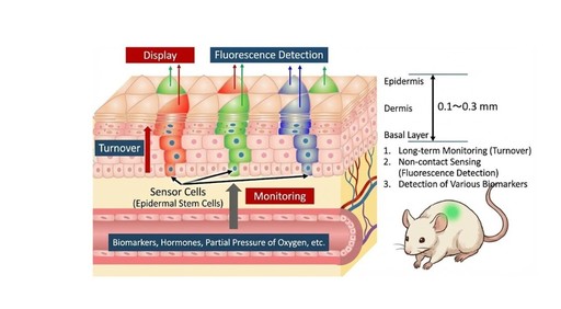 Cercetători japonezi dezvoltă un implant de „piele vie” care emite o lumină verde când detectează inflamaţie
