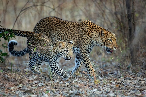 "Regatul rivalilor", o saga spectaculoasă despre putere, supravieţuire şi familie, narată de Sir David Attenborough pe BBC Earth - VIDEO