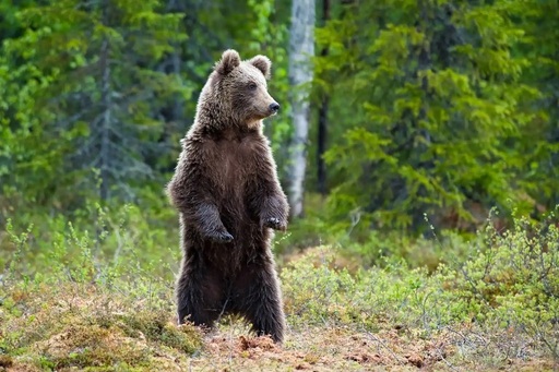 National Geographic Wild celebrează Ziua Mondială a Ursului printr-un maraton special
