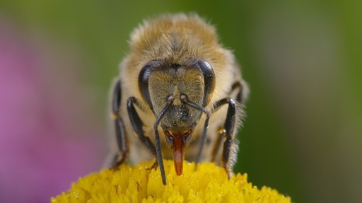 Cum arată un stup activ şi care sunt comportamentele nemaivăzute ale insectelor, în documentarul „Secretele albinelor” de la National Geographic