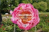 Primul soi de bujor produs în România va purta numele Madrigal/ Recital extraordinar dedicat bujorului românesc, sâmbătă, în Piaţa Matache