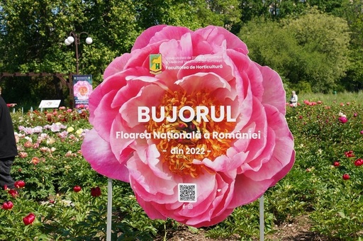 Primul soi de bujor produs în România va purta numele Madrigal/ Recital extraordinar dedicat bujorului românesc, sâmbătă, în Piaţa Matache