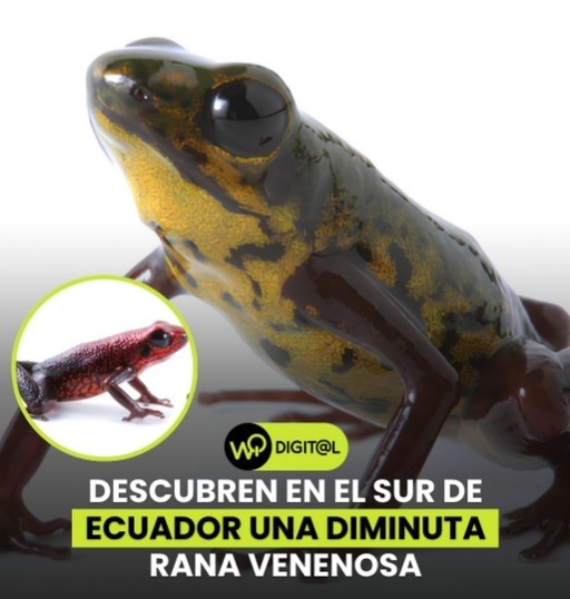 O nouă specie de broască minusculă, descoperită în Ecuador