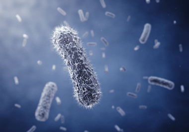 A fost descoperită o bacterie care descompune plasticul