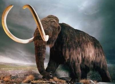 Cel mai vechi ADN din lume, secvenţiat pe un mamut