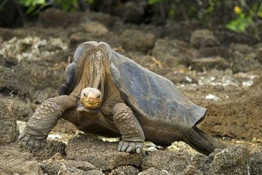 Ţestoasele gigant din Galapagos care trăiesc în zone populate sunt rezistente la antibiotice - studiu