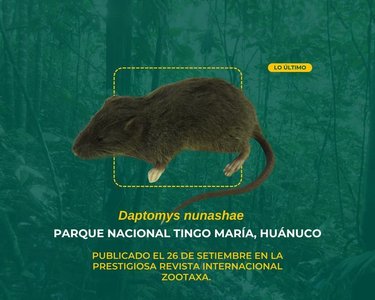 O specie necunoscută de rozătoare descoperită în jungla din Peru. Şoarecele a primit numele de Daptomys nunashae
