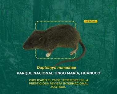 O specie necunoscută de rozătoare descoperită în jungla din Peru. Şoarecele a primit numele de Daptomys nunashae