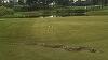 Turneu de golf întrerupt pentru scurt timp în Malaysia din cauza unui piton