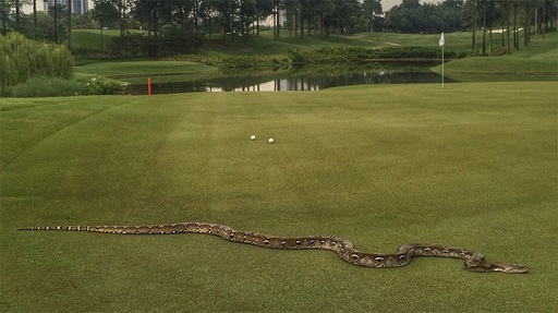 Turneu de golf întrerupt pentru scurt timp în Malaysia din cauza unui piton