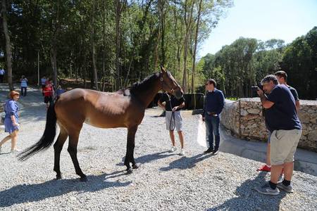 Cea mai mare competiţie de echitaţie din România va avea loc în judeţul Timiş