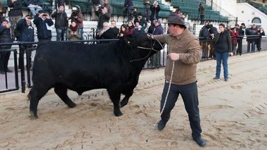 Mbappe, numele unui taur argentinian prezentat la Expoziţia rurală din Buenos Aires