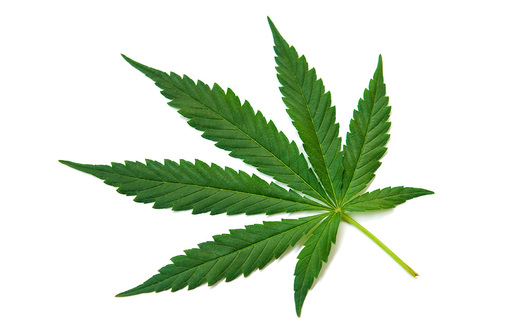 Plantaţie de cannabis, descoperită cu ajutorul elicopterului din care se transmite La Vuelta