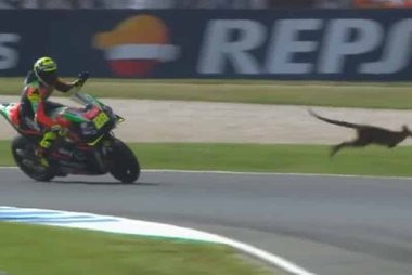 Un cangur pe pistă, la antrenamentele contând pentru Marele Premiu al Australiei la MotoGP - VIDEO