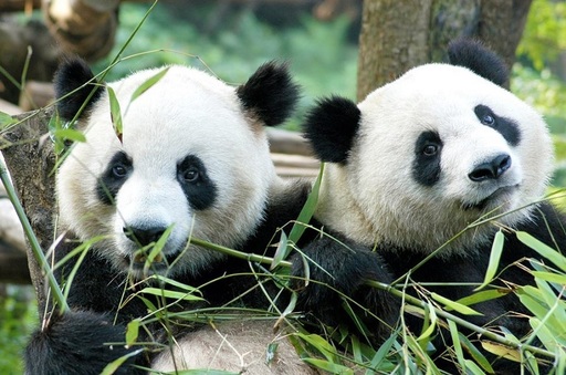 China oferă Qatarului doi urşi panda gigant cu ocazia Cupei Mondiale de fotbal