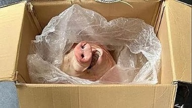 Italia: Poliţia, chemată după ce Sampdoria a primit un colet cu cap de porc şi un mesaj de ameninţare
