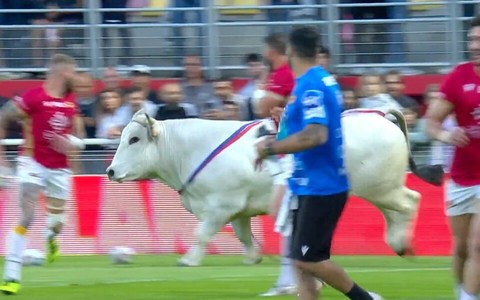 Franţa: Un taur a intrat pe teren înaintea unui meci de rugby în XIII - VIDEO