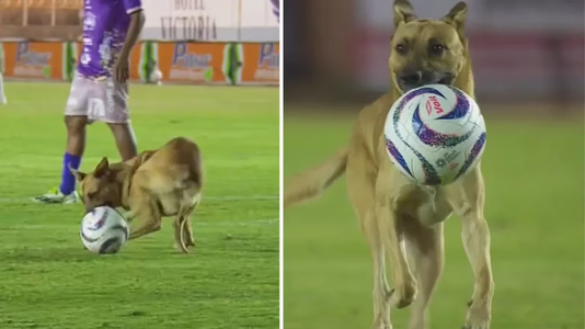Momente amuzante la un meci din Mexic: Jocul, întrerupt de un câine care a luat mingea în gură şi nu a mai vrut să îi dea drumul – VIDEO