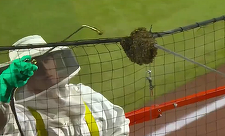Baseball: Un apicultor a devenit eroul unui meci în SUA – VIDEO