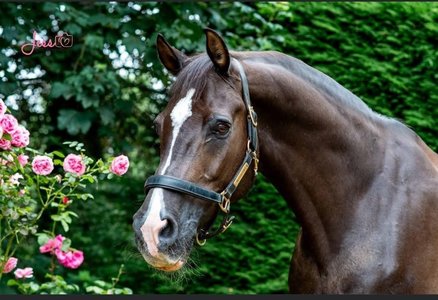 Calul Valegro, triplu medaliat cu aur olimpic sub conducerea britanicei Charlotte Dujardin, a fost eutanasiat. Şi Uthopia, colegul de grajd al lui Valegro, a fost eutanasiat