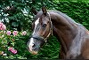 Calul Valegro, triplu medaliat cu aur olimpic sub conducerea britanicei Charlotte Dujardin, a fost eutanasiat. Şi Uthopia, colegul de grajd al lui Valegro, a fost eutanasiat