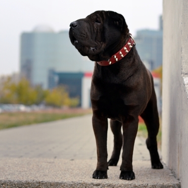 COMUNICAT DE PRESĂ: Cateva lucruri pe care trebuie sa stii despre Shar Pei, daca vrei un catel din aceasta rasa