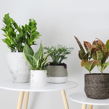 COMUNICAT DE PRESĂ: Descopera frumusetea celor mai cautate plante artificiale!