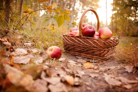 COMUNICAT DE PRESĂ: Lucrările de toamnă în livadă - cum pregătim pomii fructiferi pentru sezonul rece?