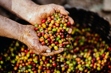Top 5 soiuri de cafea verde