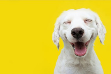 COMUNICAT DE PRESĂ: In familia ta a aparut un nou membru canin? Afla care sunt nevoile lui de baza si care sunt datoriile tale!
