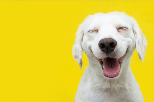 COMUNICAT DE PRESĂ: In familia ta a aparut un nou membru canin? Afla care sunt nevoile lui de baza si care sunt datoriile tale!