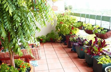 COMUNICAT DE PRESĂ: Plante de apartament de la Sere Flori Mihăieşti - gamă variată din care puteţi alege