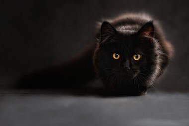 COMUNICAT DE PRESĂ: Ştiai că la pet shop la Hornbach Militari găseşti o varietate de produse pentru animalele tale de companie?