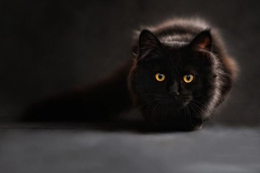 COMUNICAT DE PRESĂ: Ştiai că la pet shop la Hornbach Militari găseşti o varietate de produse pentru animalele tale de companie?