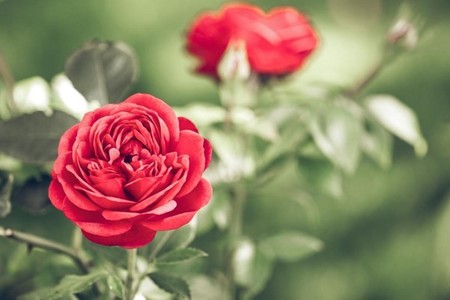 COMUNICAT DE PRESĂ: Ce sunt copăceii de trandafir şi cum poţi să ai grijă de aceştia