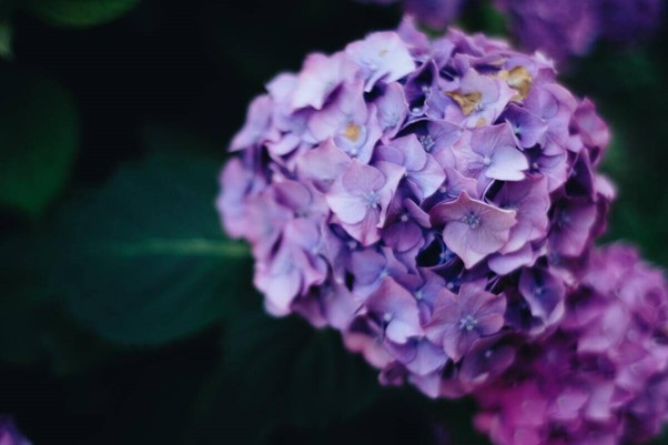 COMUNICAT DE PRESĂ: Flori de origine japoneză care vor da un aer oriental grădinii tale